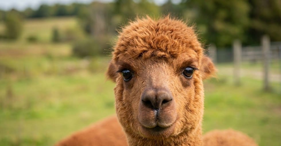 Therapeutic farm stays in Ontario via Harvest Hosts featuring alpacas, goats, and organic farming for mental health.